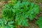 Big leaf of Heracleum sosnowskyi cow-parsnip in Caucasus forest. Nature background