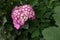 Big leaf hydrangea flowers