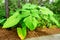 Big leaf plant in Florida largo plant garden