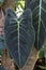 Big leaf of sausage tree, kigelia africana bignoniaceae