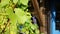 A big leaf of wine plant in front of a house