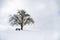 Big leafless tree on a snowy hilltop