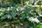 Big leaves of gunnera manicata