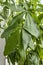 Big leaves of pachira aquatica with water drops