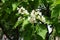 Big leaves and panicles of white flowers of catalpa in June