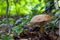 Big Leccinum mushroom in forest