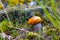 Big Leccinum mushroom grows