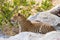 Big Leopard in attacking position