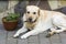 Big light yellow brown dog labrador- retriever lies in front of