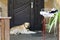 Big light yellow brown dog labrador- retriever lies in front of the closed house door looking sadly and seriously in camera, guard