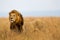 Big Lion Caesar in Masai Mara