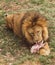 A big lion eats a piece of meat lying on the grass.