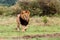 Big Lion Lipstick in Masai Mara