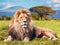 Big lion lying on savannah grass