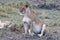 Big lioness watches the savanna. Ðžbservation point in Masai Mara. Kenya, Africa