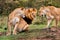 Big Lions in Masai Mara