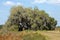 Big live oak tree draped in moss, St. Cloud, Florida.