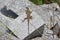 A big lizard on a stone leaving its long tail suspened down. This repltile with long foot grips looks scary and a wonder