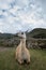 A big llama sitting on the grass inside the Macchu Piccchu Historic Monument