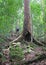 Big, lofty tree with buttress root in Maliau Basin.