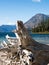 Big log on the shores of Lake Wenatchee on a sunny day