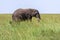 A big lonely elephant in the grass on the savannah in Serengeti