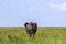 Big lonely elephant shows the on the savannah in Serengeti
