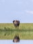 A big lonely elephant shows the / tail on the savannah at a watering hole.