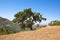 The big lonely oak tree, overlooking panorama,