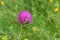 Big lonely  wasp sucking nectar on a thistle flower