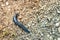 Big long blue slug crawling on the ground with close-up