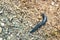 Big long blue slug crawling on the ground with close-up