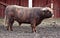 Big longhaired bull full-length profile