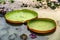 Big lotus green leaf floating on water