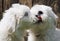 Big love: two baby dogs - Coton de Tulear puppies - kissing with