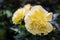 Big lush yellow rose bud in the garden