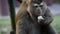 Big Macaque Monkey eat fruit. macaque monkey close up video