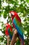 Big macaw parrots in nature