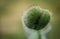 Big macro shot of a closed poppy