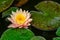 Big magic pink water lily or lotus flower Perry`s Orange Sunset with spotted colorful leaves in garden pond.