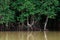 Big magle tree in Thailand tropical mangrove swamp forest lush e