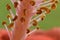 Big magnification macro flower stamp honey pollen