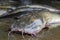 Big magur clarias catfish close up on floor HD