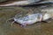 Big magur clarias catfish close up on floor HD