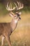 Big main frame whitetail buck