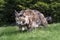 Big Maine Coon cat is hunting.