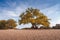 Big majestic tree with green yellow and orange leaves in sandy soil landscape, dunes panorama blue sky