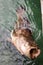 Big malabar grouper caught in raja ampat archipelago