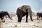 Big male African elephant,Namibia