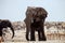 Big male African elephant,Namibia